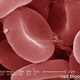 Illustration for article titled We Can Replace Your Blood Cells With Synthetics